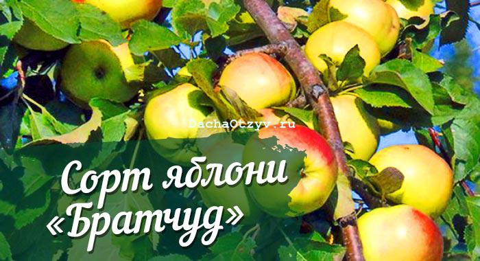 Сорт яблони чудное брат чудного описание фото Сорт яблони чудное брат чудного описание фото