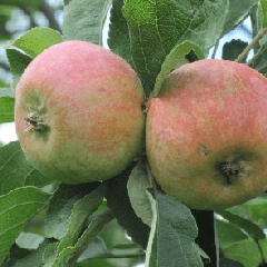 Яблоня Коробовка