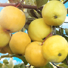 Яблоня Папироянтарное
