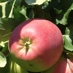 Советы по уходу за яблоней