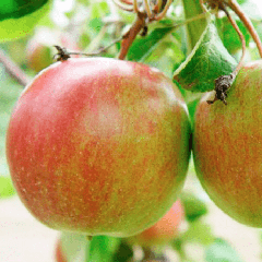 Сорта яблонь - отзывы, описания, фото