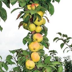 Колоновидные яблони – фото, описания, лучшие по отзывам садоводов, рейтинг