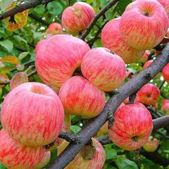 Яблочный Спас - отзывы о сорте, описание, фото
