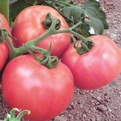 помидоры клуша отзывы садоводов