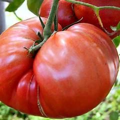 Сорта томатов для открытого грунта – фото, описания, лучшие по отзывамсадоводов, рейтинг