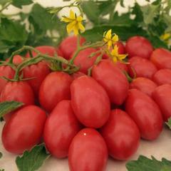 Японские сорта томатов – фото, описания, лучшие по отзывам садоводов,рейтинг